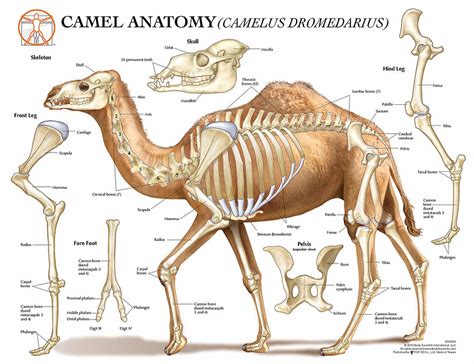 camel tooth|camel anatomy diagram.